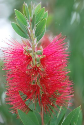 Callistemon laevis - štětkovec - detail květenství